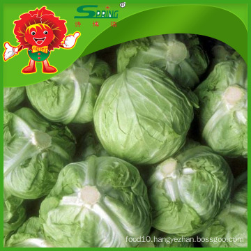 Limited chemical fertilizer hotbed farm selling Chinese green cabbage round cabbage